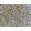 Rusy Yellow Granite