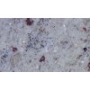 Kashmire White Granite Tile