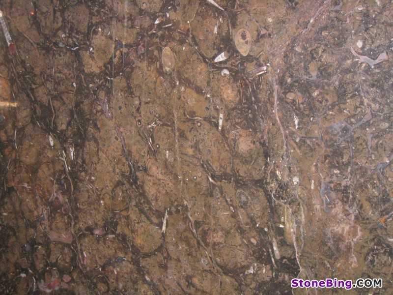 Fossil Brown Marble Slab