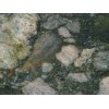 Green Marinace Granite Tile