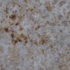 Colonian Cream Granite Tile