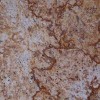 Verniz Tropical Granite Tile