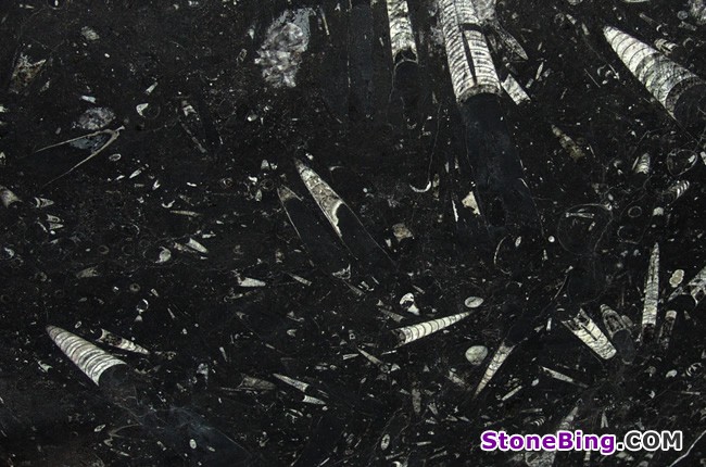 Fossil Black Marble Tile