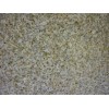 Yellow Mist Granite Slab