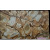 Buy Stone Wood Quartzite Slab