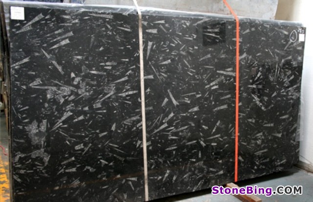 Fossil Black Marble Slab