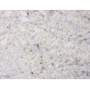 Bianco Romano Granite Slab