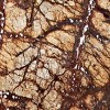 Rainforest Brown Marble Tile