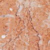 Spring Rose Marble Tile