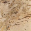 Breccia Aurora Marble Tile