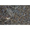 Butterfly Blue Granite Tile