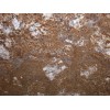 Artus Gold Granite Slab