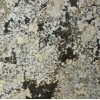 Delicatus Brown Granite Tile