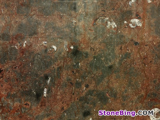 Grand Fossil Marble Tile