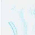 Dresden Blue/White Culture Marble