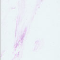 Lavender/White Culture Marble