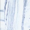Rhapsody Blue/White Culture Marble