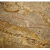 Typhoon Bordeaux Granite Tile