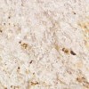 Crema Gabana Granite Tile