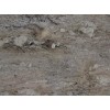 Taupe Granite Tile