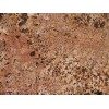 Juperana Bordeaux Granite Tile