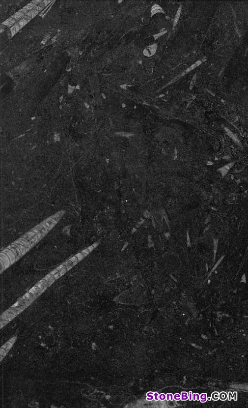 Fossile Nero Marble Tile