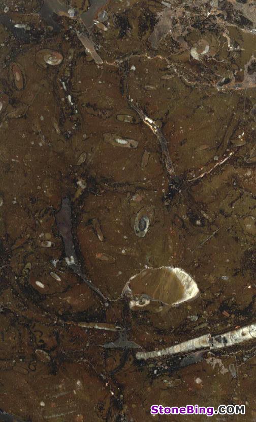 Fossile Marrone Marble Tile