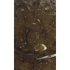 Fossile Marrone Marble Tile