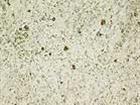 Kashmir White