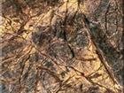 Arihant Rainforest Brown
