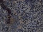 Azul Bahla