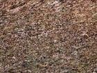 Icon Brown