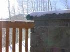 Exterior Stone Indian Ledge  0577