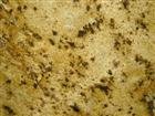 Lapidus Gold