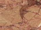 Breccia Pernice Media