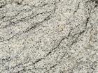 Siberian White