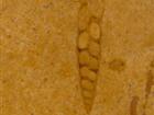Inca Gold