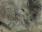 Leopard Skin