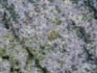 Green Candeias