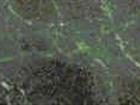 Verde Guatemala