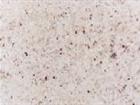 Kashmir White