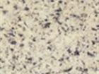 Himalayan white