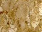 Karnis Gold (T)
