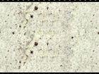 Kashmir White