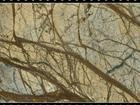 Rainforest Brown