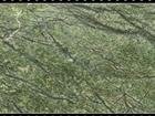 Rainforest Green