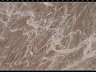 Tiger Brown 1