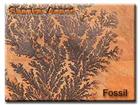 Fossil Sandstone