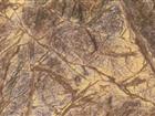 Rainforest Brown