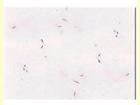 Pista White